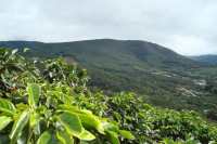 Costa Rican Coffee Cultivation: Introduction to Mirasoul Estate's Strawberry Sugar from Tarrazú Region