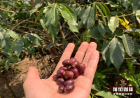 Yunnan Typica Coffee Beans Small-Grain Coffee Variety Flavor Profile Introduction Which Yunnan Coffee Origin Brand is Best?