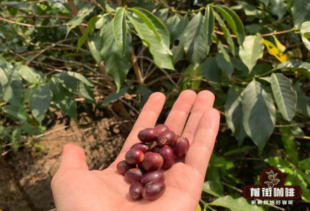 Yunnan Typica Coffee Beans Small-Grain Coffee Variety Flavor Profile Introduction Which Yunnan Coffee Origin Brand is Best?