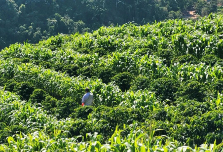 Where is Brazilian Coffee Mainly Distributed? What Are the Advantages of Growing Coffee in Minas Gerais?