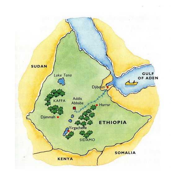 African Coffee Estate Ethiopia Yirgacheffe Coffee Beans Yirgacheffe G2 Washed