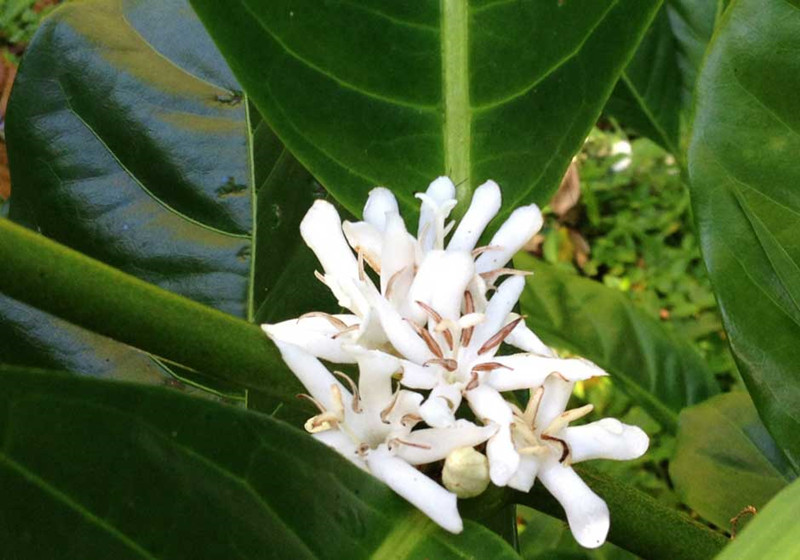 Introduction to Robusta Coffee Beans Identifying Robusta vs. Arabica Differences Between Espresso and Single-Origin