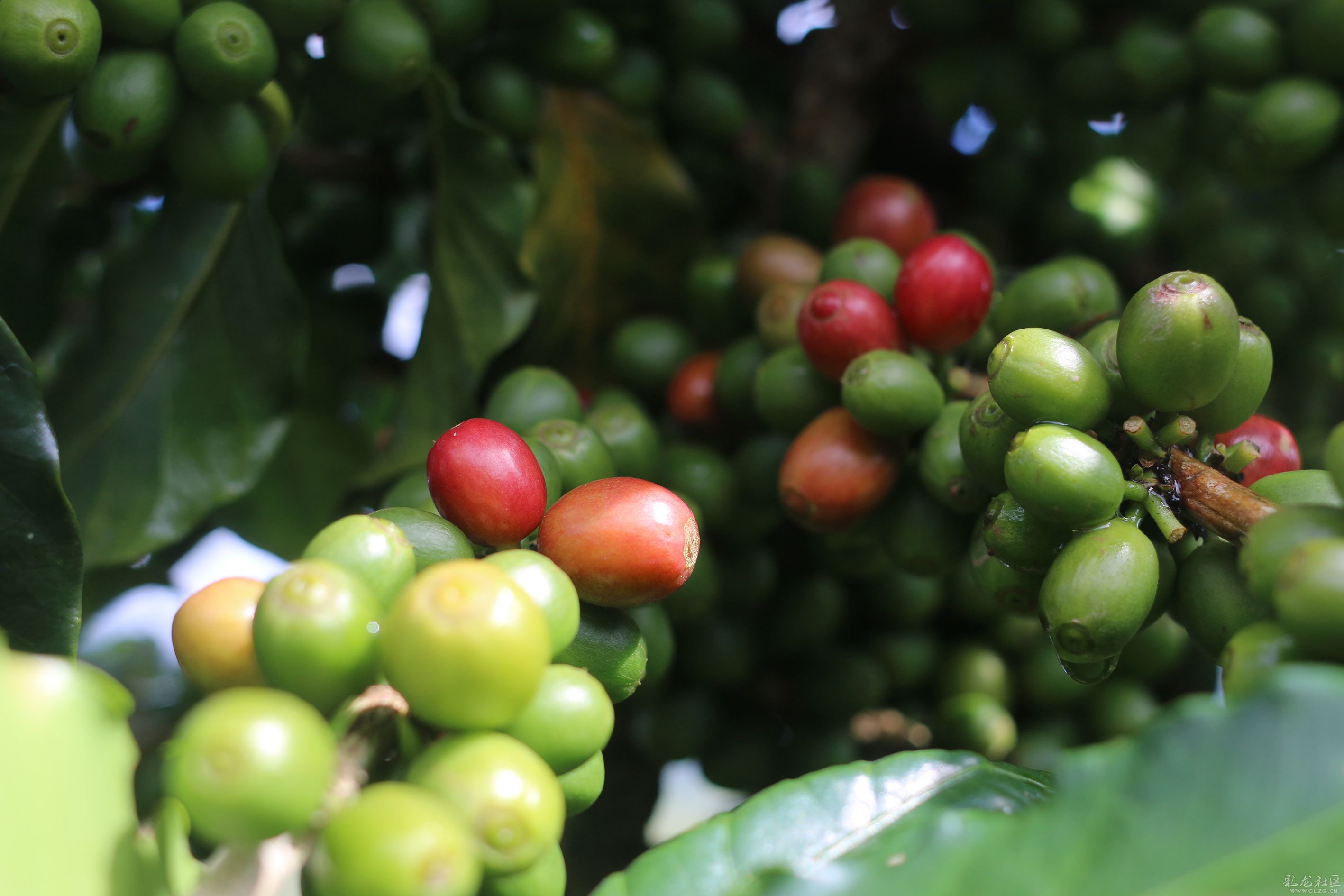 Introduction to Typica Coffee Bean Variety Characteristics and Flavor Profile