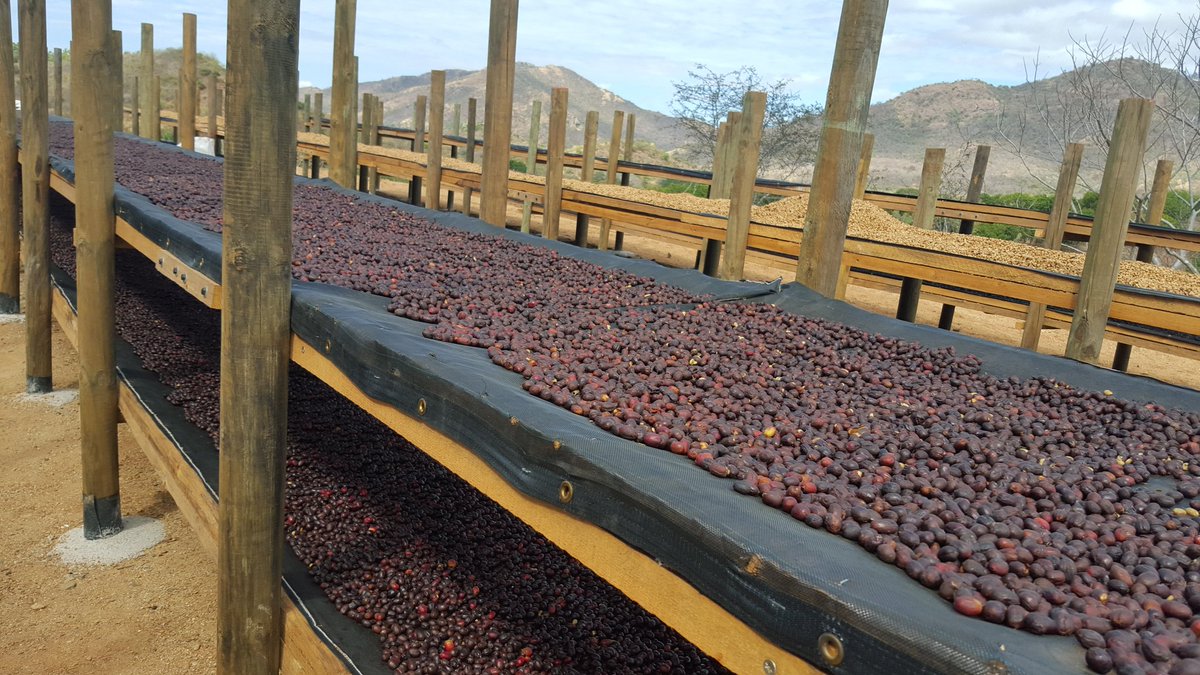 Costa Rica Mon Cherry Honey Process Coffee - Characteristics and Story of Costa Rica Honey Process Coffee Beans