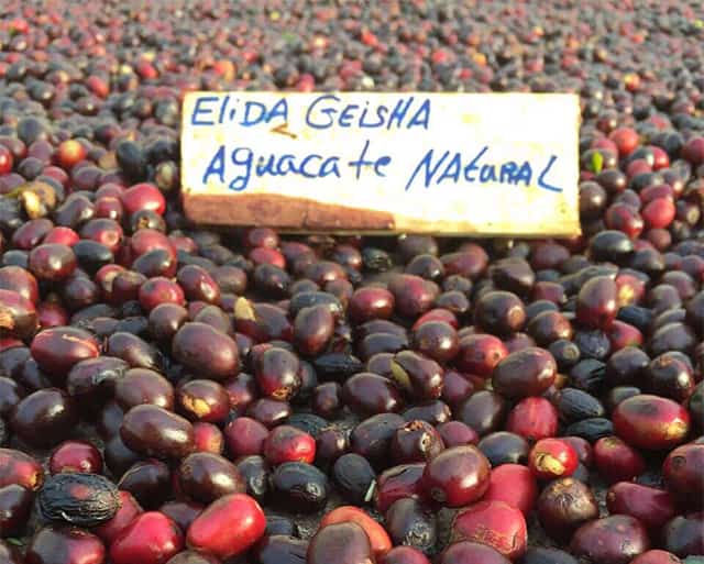 Panama Elida Estate | A Century of Super Premium Coffee Producer: Elida Estate Natural Typica Special