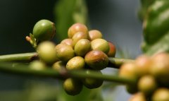 Coffee Cherry Structure Characteristics! (Including Anatomy Diagram)
