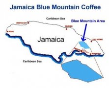 Jamaica Blue Mountain No. 1 Clifton Estate