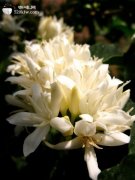 Do You Know About Blue Mountain Coffee?