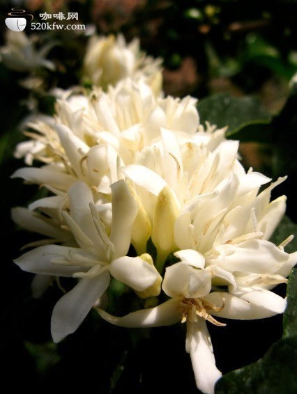 Frontsteet Blue Mountain Coffee