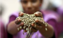 Specialty Coffee Beans Premium Harar Washed Coffee Beans