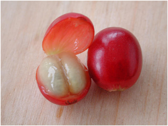 Coffee fruit
