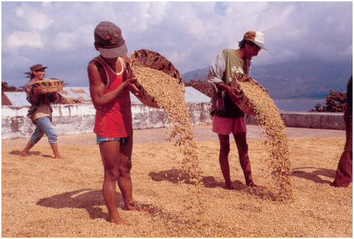 Dry method coffee beans