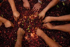 Java Coffee Introduction to Premium Coffee Bean Varieties