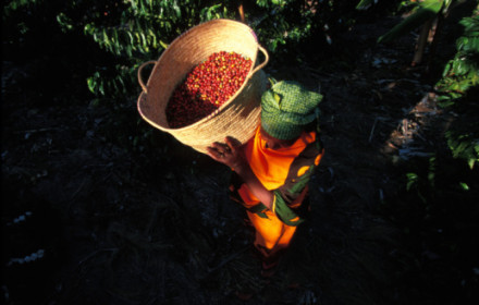 Ethiopia Yirgacheffe Coffee