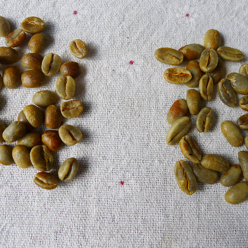 Green bean comparison