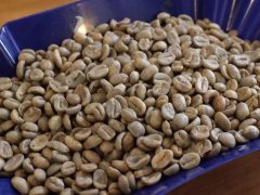 Major Coffee Bean Origins Worldwide: An Overview of Famous Coffee Bean Characteristics, Flavor Profiles, Grading, and Roasting Levels by Country