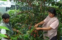 Which Country Makes the Best Coffee? Top 10 Coffee Producing Countries