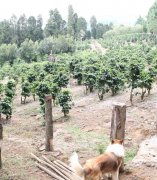 Costa Rica Specialty Coffee Shumava Estate Natural Process SHB Strictly Hard Bean Gourmet Coffee Roasting