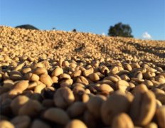 An Introduction to African Premium Coffee - Kenya Premium Coffee Beans Kenya Coffee Overview Kenya