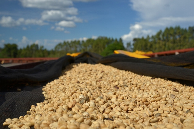 El Salvador Finca Himalaya Estate Honey Process Red Bourbon Specialty Coffee Roasted Beans