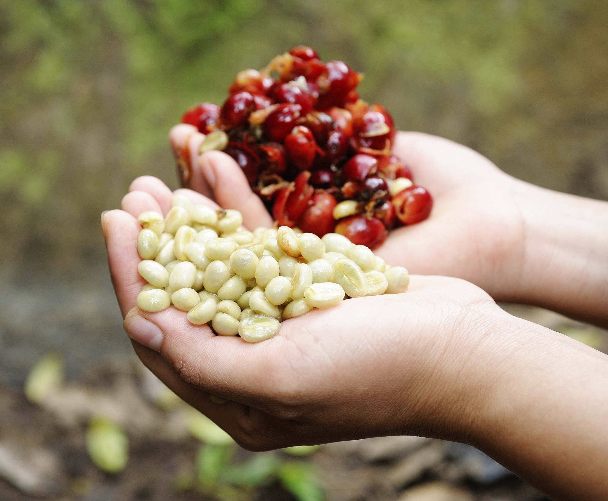 Golden Mandheling coffee beans showing their characteristic golden color