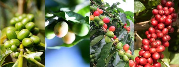 Ethiopia - Sidamo from Premium Estates with Refined Washed or Natural Processing