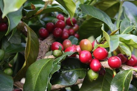 Complete Guide to Coffee Varieties | Introduction to Ancient Coffee Varieties, Heirloom and Mutation Varieties with Flavor Characteristics