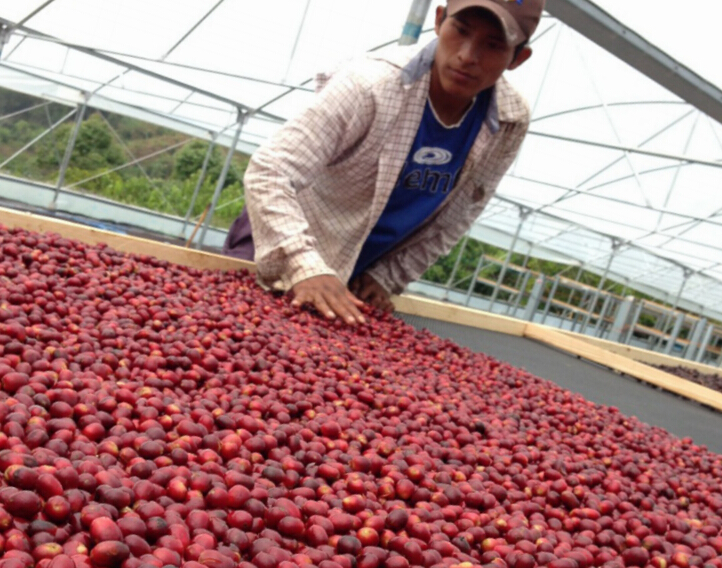 What Are the Characteristics of Salvadoran Coffee Beans What Makes Premium Salvadoran Coffee Beans