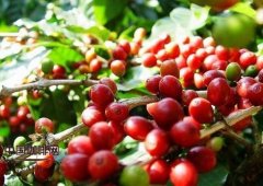 Is Jamaica Blue Mountain Coffee the Best Coffee in the World?