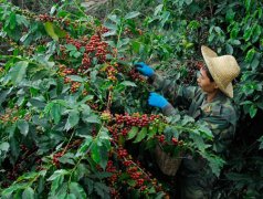 Introduction to Yunnan Specialty Coffee: Single-Origin Yunnan Coffee Growing Regions and Varieties