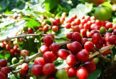 Flavor Characteristics of Costa Rica El Diosa Estate Geisha Coffee Beans - Tarrazu Coffee Region Profile