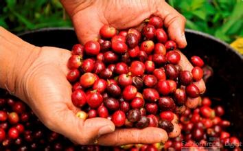 Flavor Profile, Taste, Processing Method, Origin, and Varieties of Yirgacheffe G2 Coffee Beans