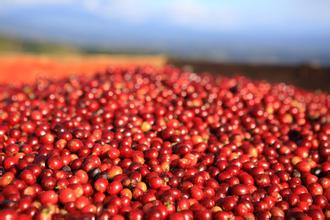 Yirgacheffe Coffee Characteristics, Taste Profile, Brewing Methods and Flavor Description