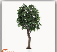 Yirgacheffe Kochere Estate Coffee Flavor Profile Taste Grind Setting Variety Introduction