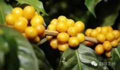 Coffee Varieties Explained: Yellow Bourbon