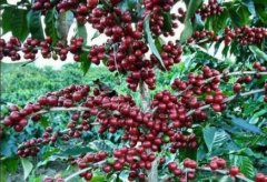Costa Rica Black Honey Process Catuai Tarrazu Region Finca La Minita Specialty Single-Origin Coffee Beans