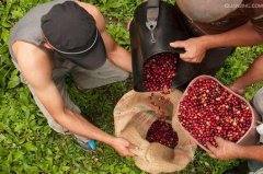 Ethiopia Natural Sidamo Guji Premium Coffee Beans Flavor Profile and Aroma Characteristics