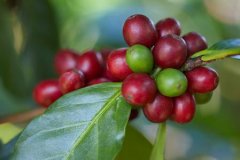 Ethiopia Washed Yirgacheffe Heirloom Worka G1 Specialty Coffee Beans - Flavor, Taste, and Aroma Characteristics
