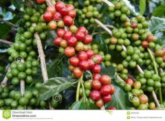 Origin and Development History of Premium Ethiopian Natural Yirgacheffe G1 Gedeb District Woka Processing Station Coffee Beans