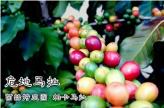 Guatemala El Injerto Estate Pacamara Auction Lot Pandora Fatima Freshly Roasted 100g