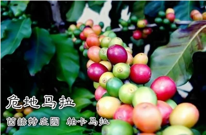 Guatemala Coffee Beans