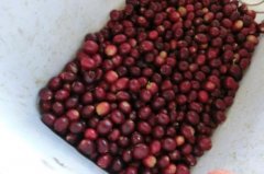 A Brief History of Panama Hartmann Estate Caturra Red Wine Processed Specialty Coffee Beans: Origin, Development, and Culture