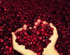 Papua New Guinea Chimair Estate PB Peaberry Premium Coffee Beans Cultivation, Geographical Location, and Climate