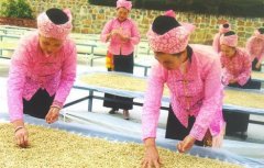 Ethiopia Yirgacheffe Kochere Washed G1 Specialty Coffee Bean Variety, Cultivation, and Market Price Overview