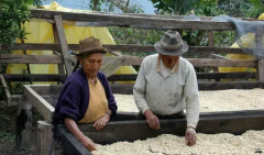 Panama Flint Estate Honey Process Catuai SHB Specialty Coffee Beans Grind Size Roast Level Processing Method
