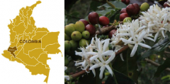 Introduction to Cauca, Colombia Cup of Excellence Washed Specialty Coffee Bean Varieties, Cultivation, and Market Prices