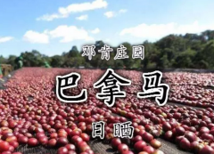 Panama Duncan Estate Boquete Region Natural Caturra Premium Coffee Bean Varieties Cultivation Market