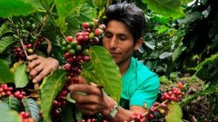 Ethiopian Washed Yirgacheffe Aricha G1 Specialty Coffee Beans: Cultivation Details, Location, Climate & Altitude