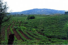 A Brief History of Panama Boquete Elida Estate Natural Typica Specialty Coffee Beans: Origins, Development, Culture