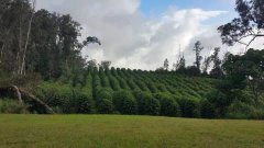 Introduction to the Origin, Development, History, and Culture of Brazil Mogiana Queen Estate Natural Process COE Specialty Coffee Beans